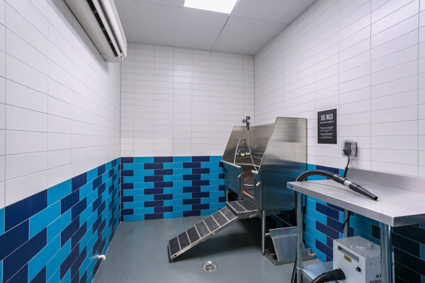 Dog washing station with tiled walls, stainless dog washing basin and blow dryer.