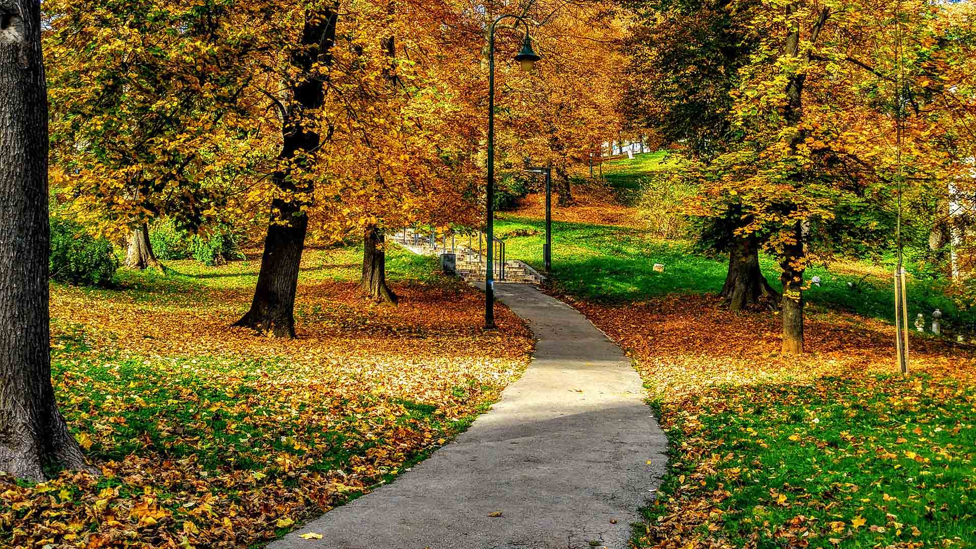Concrete pathway winding through park with leaf-covered grass and tall autumnal trees.