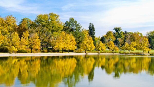 Shoreline with trees in Washington Park.