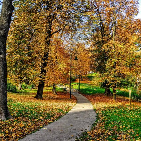 Concrete pathway winding through park with leaf-covered grass and tall autumnal trees.