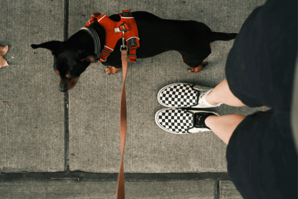 cute dog on a leash