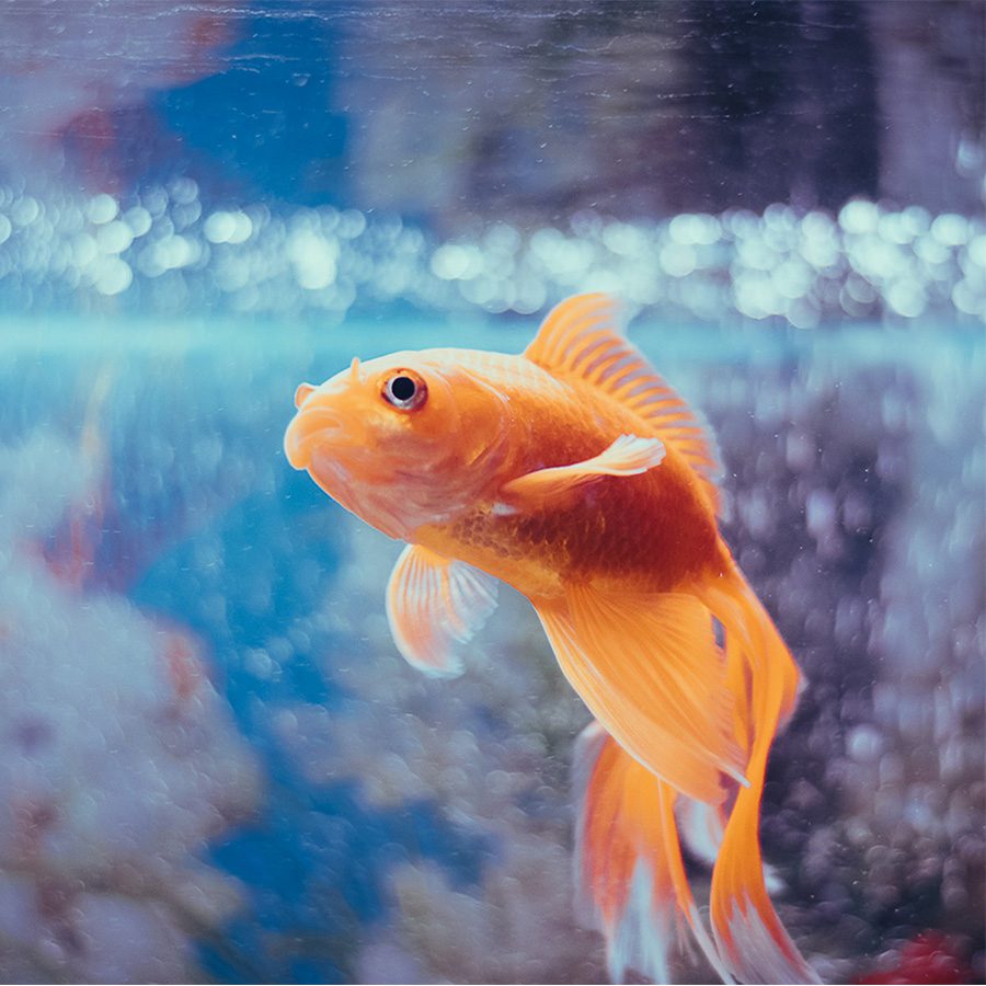 Goldfish swimming in water.