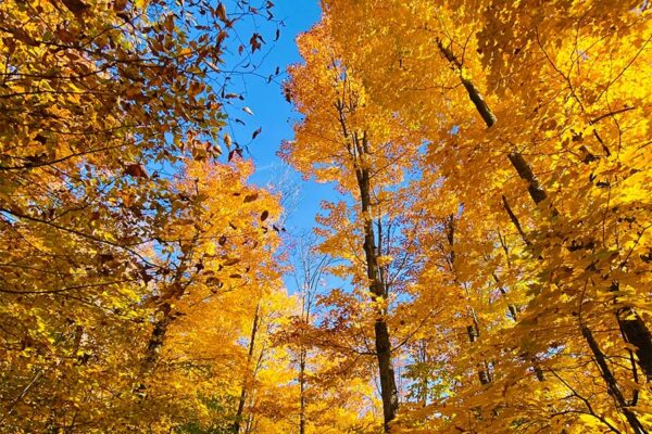 Upward view of aspen trees in autumn with bright yellow leaves under blue sky.