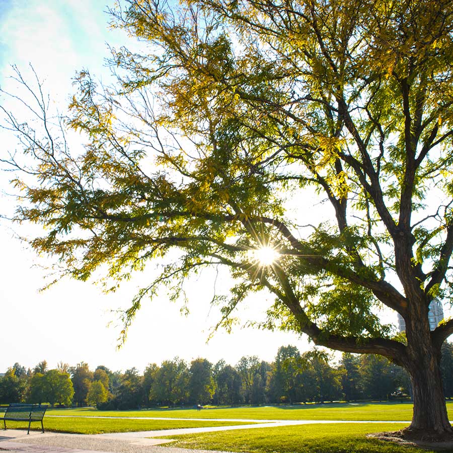 Bright sunlight shining through tree branches in Cheesman Park in Denver.