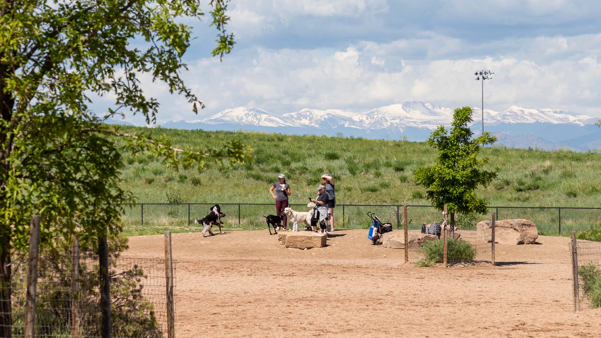 Dog park with trees