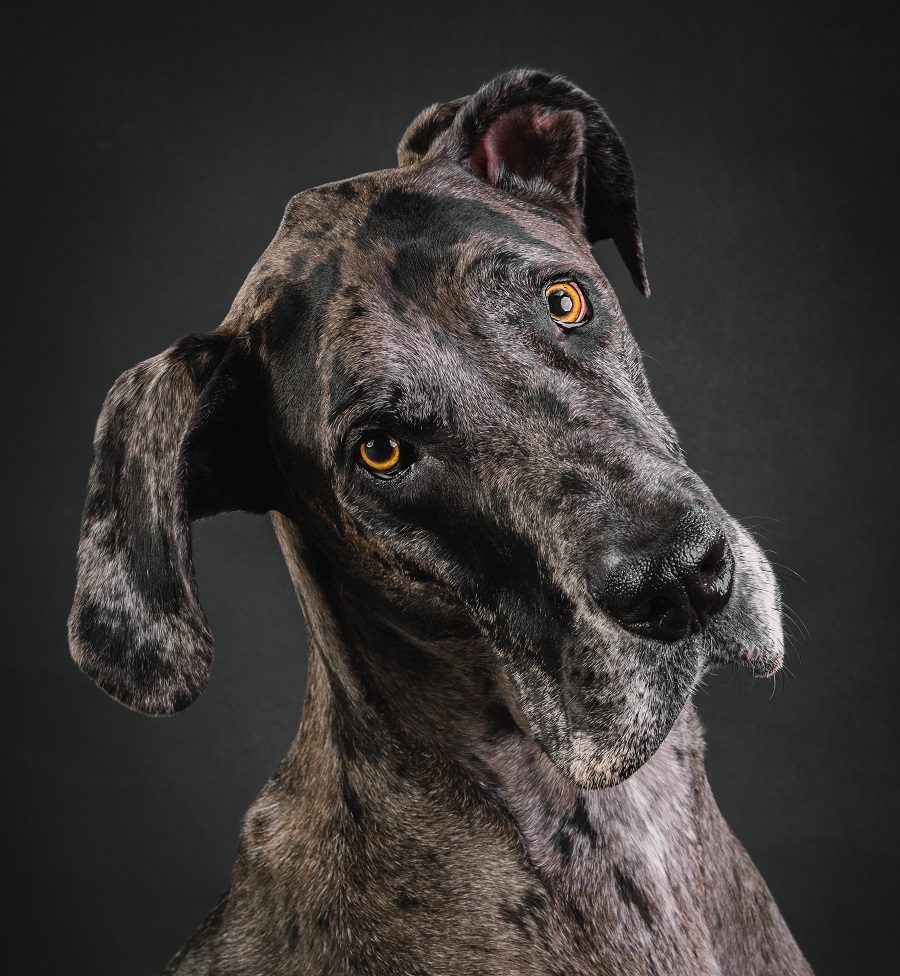 Great Dane looking at camera