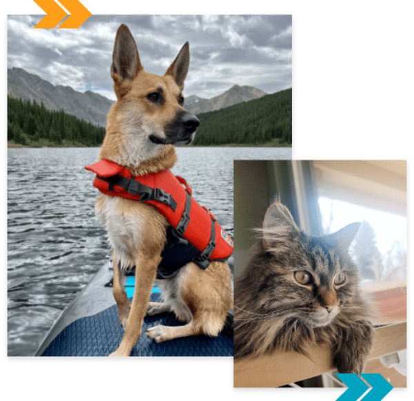Collage of dog riding paddle board on mountain lake and close up of cat.