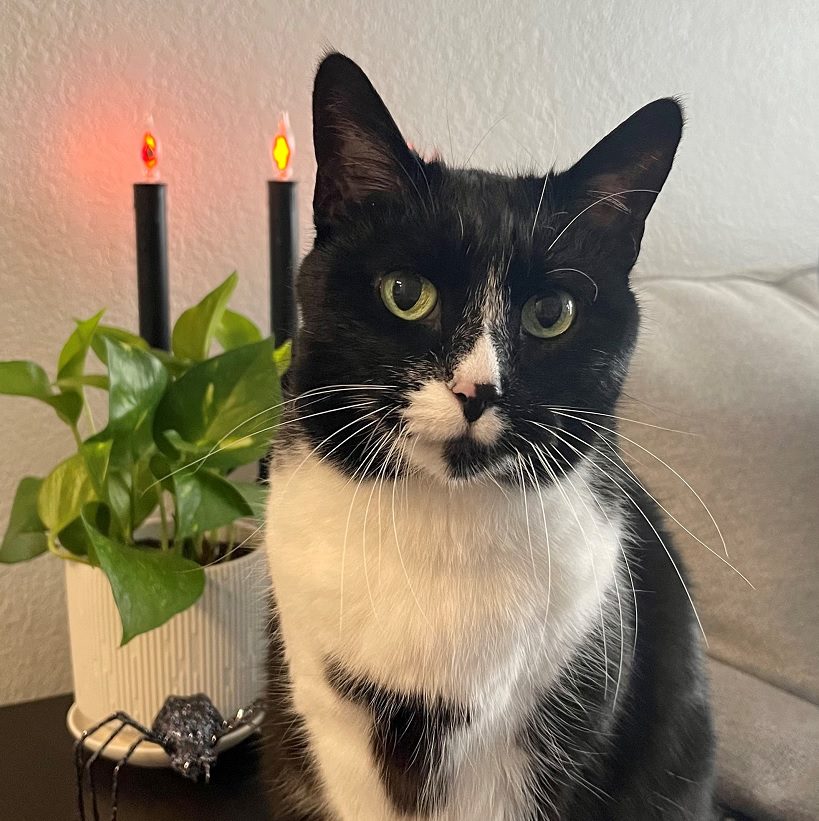 Black and White Cat sitting on a table