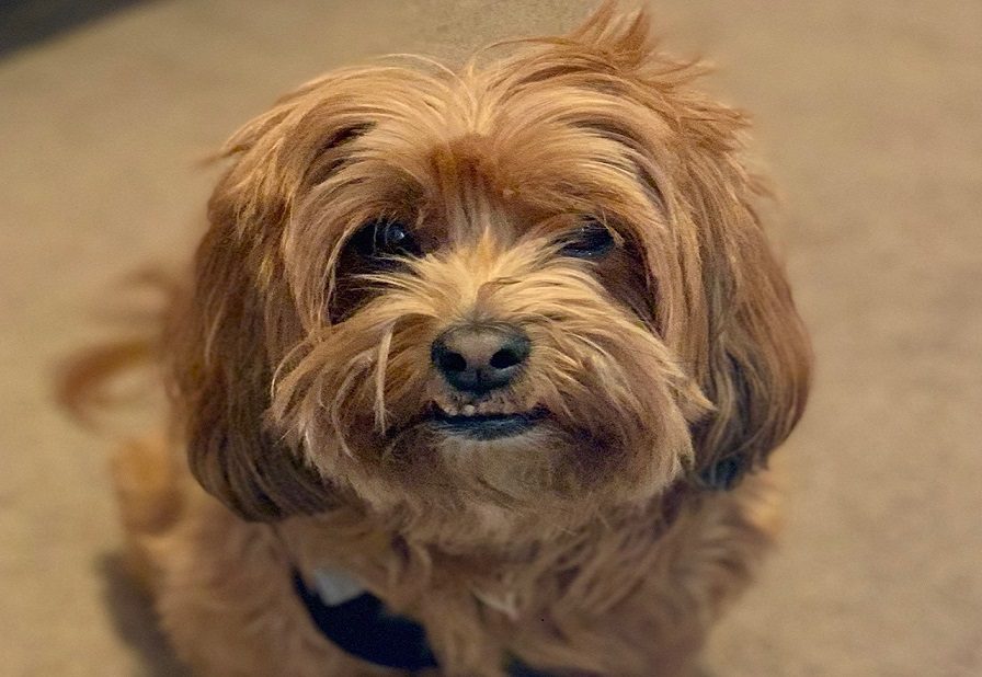 Brown dog sitting on floor looking up