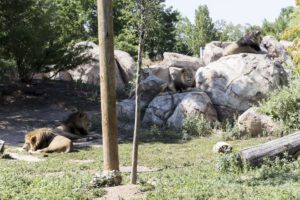 two lions at the zoo
