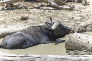 animal with horns in water