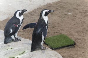 two penguins