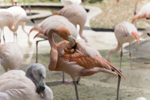 flamingos at the zoo