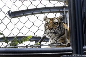 tiger at the zoo