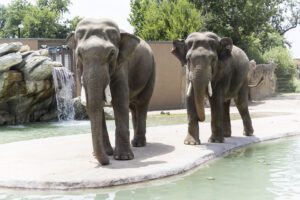 Two elephants at the zoo